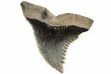 Serrated, 1.3" Fossil Shark (Hemipristis) Tooth - South Carolina - #202452-1